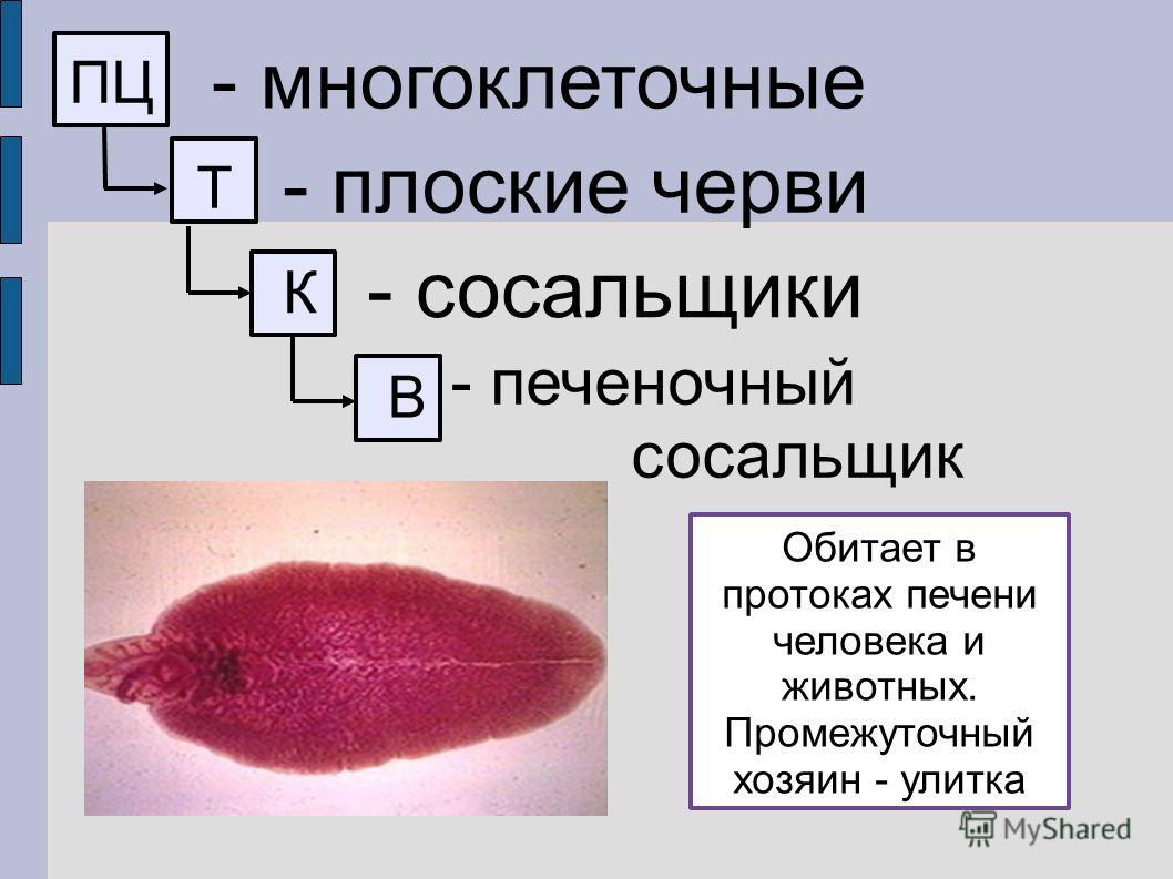 Кракен сайт купить наркотики